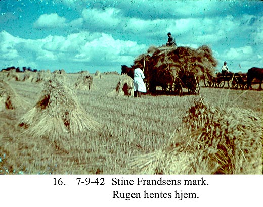 Rughøstning på Stine Frandsens mark - 1942 Rughøstning på Stine Frandsens mark - 1942